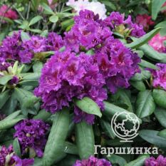 Рододендрон Азурро-2