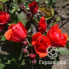 Роза Морден Файрглоу канадская парковая-2