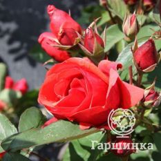 Роза Морден Файрглоу канадская парковая-3