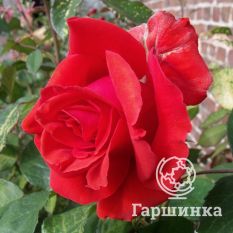 Роза Морден Файрглоу канадская парковая-4