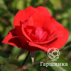 Роза Морден Файрглоу канадская парковая-1