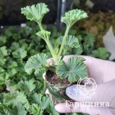 Пеларгония королевская Бермуда Дак Ред-4