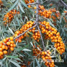 Трофимовская-1