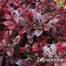 Атропурпуреа Нана-2