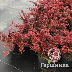 Атропурпуреа Нана-3