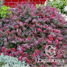 Атропурпуреа Нана-4