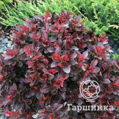 Атропурпуреа Нана-1