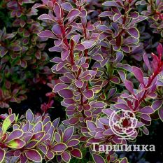 Голден ринг-1