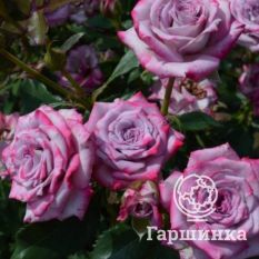 Роза Бич Хилкадо, флорибунда-1