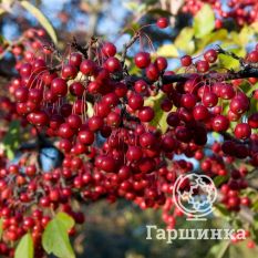 Бриллиант-2