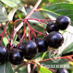 Бриллиант-1