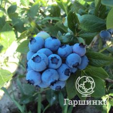 Блуголд (раннеспелый)-4