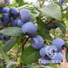 Блуголд (раннеспелый)-3