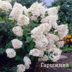 Грандифлора-2