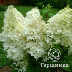 Грандифлора-3