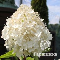 Грандифлора-4