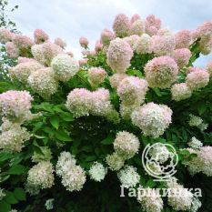 Грандифлора-1