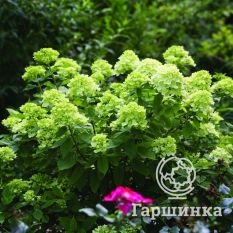 Литтл Лайм-3