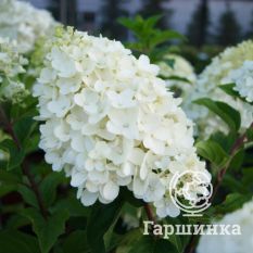 Сильвер Доллар-1