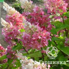 Пинк Даймонд-3