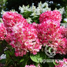 Пинк Даймонд-2