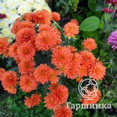 Хризантема Мультифлора Бранбич Оранж (Branbeach Orange)-3