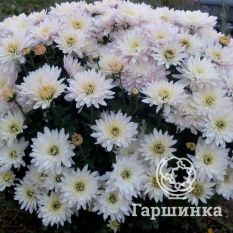 Хризантема Мультифлора Бранфонтейн Вайт (Branfountain White)-2