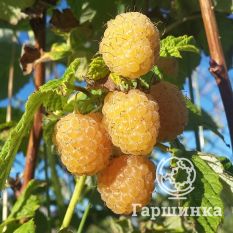Малина Желтый гигант-1