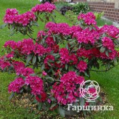 Рододендрон Нова Зембла -3