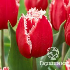 Тюльпан Нью Санта-3