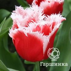 Тюльпан Нью Санта-2