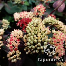 Очиток Xenox (Ксенокс)-2