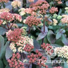 Очиток Xenox (Ксенокс)-3