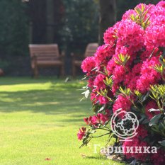 Рододендрон Нова Зембла -4
