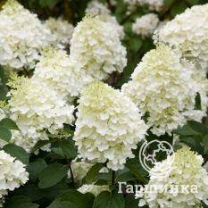 Сильвер Доллар-2