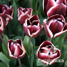 Тюльпан Александр Пушкин-1