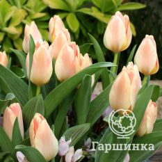 Тюльпан Литл Герл -1