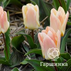 Тюльпан Литл Герл -4