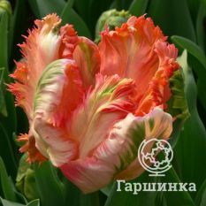 Тюльпан Пэррот Кинг-1