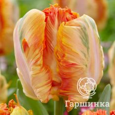 Тюльпан Пэррот Кинг-4