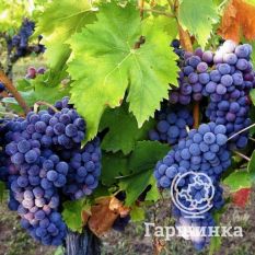 Звезда Бояринова-1