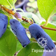 Кувшиновидная-2