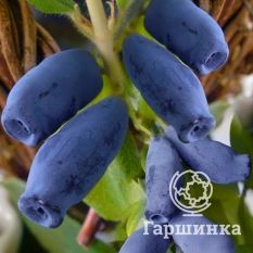 Кувшиновидная-3