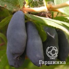Кувшиновидная-4