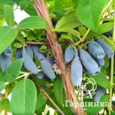 Кувшиновидная-1