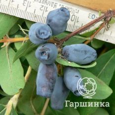 Синеглазка-3