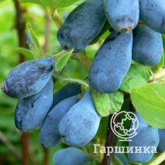 Синеглазка-1