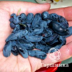 Синяя птица-4