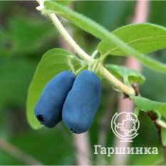 Синяя птица-2