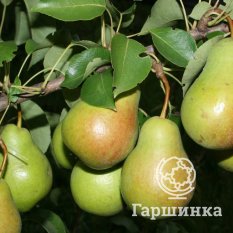 Груша Чижовская-1